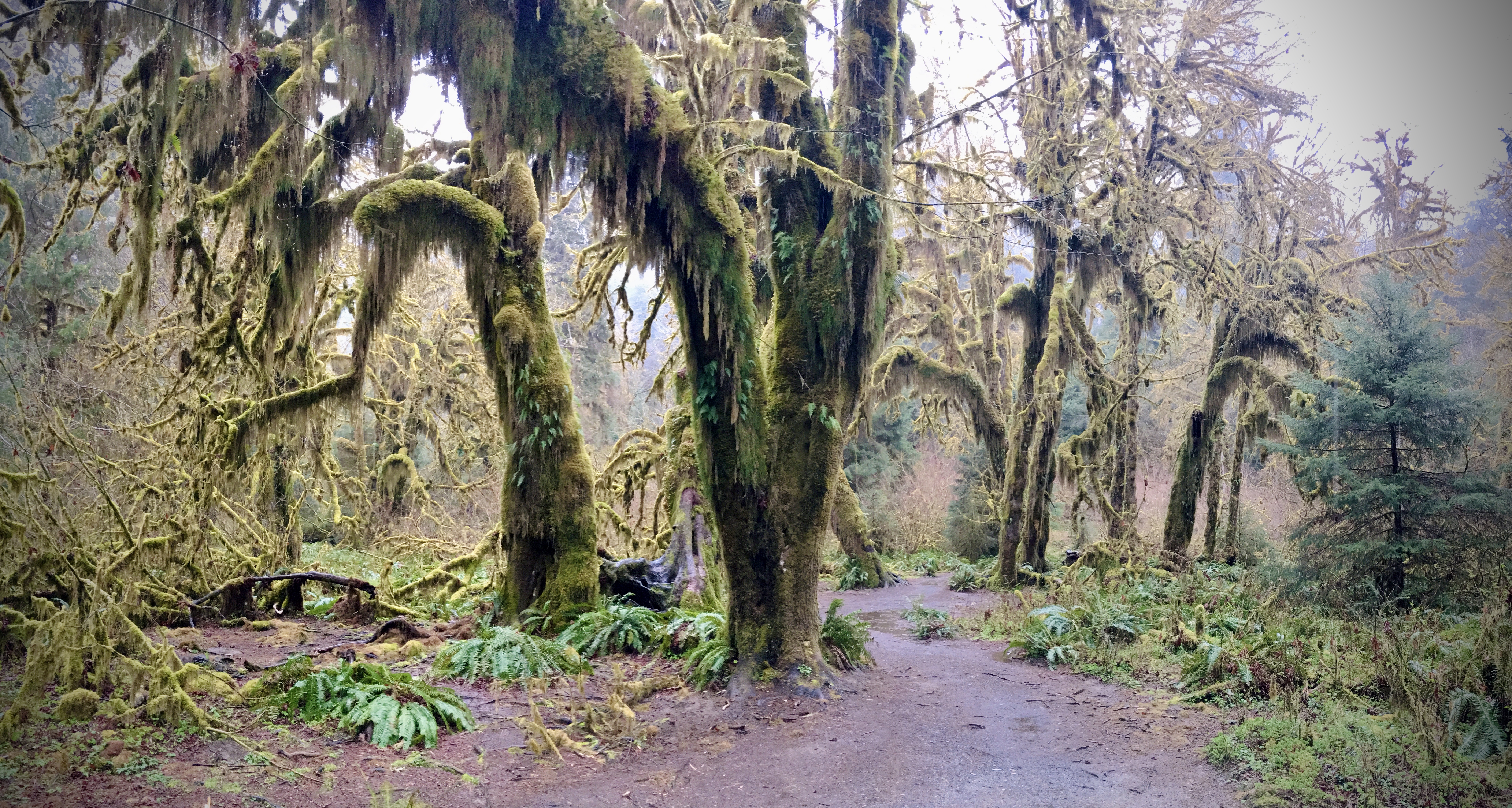 Moss covered Western Hemlock trees in the Hoh Rainforest