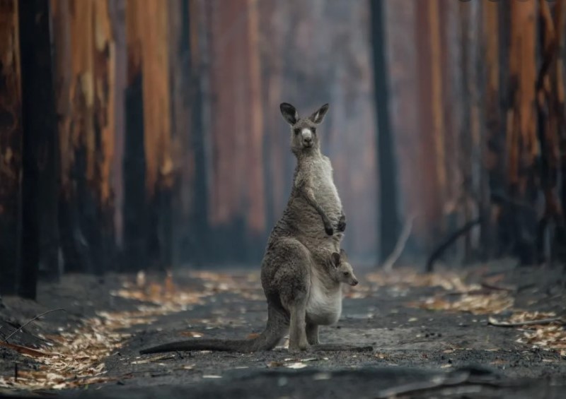 Kangaroo stands with her joey in fire -ravaged bush